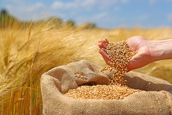 Weizenfeld und Sack voller Weizenkörner